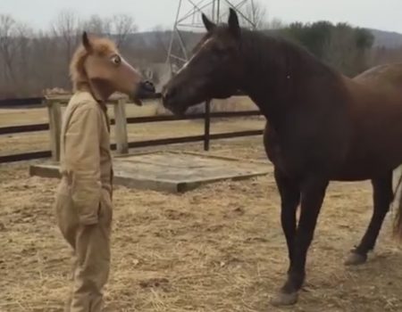 Virales Video „Pferd kann Mann mit Pferdemaske überhaupt nicht einordnen und ist irritiert“