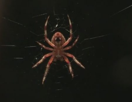 Virales Video „Mann dokumentiert eine tödliche Spinne in seiner Eingangstür“