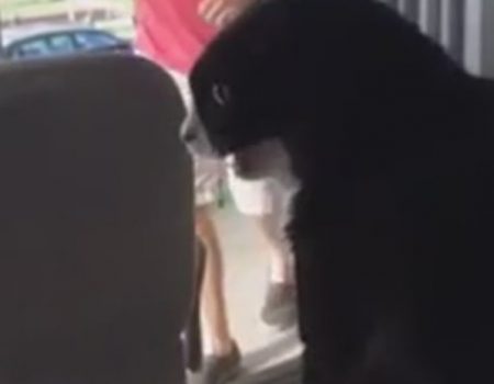 Virales Video „Hauskatze dreht völlig am Rad als sie den Nachbarshund vorbeilaufen sieht“