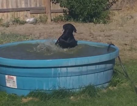 Virales Video „Schwarzer Labrador plantscht ein wenig in seinem eigenen Pool im Vorgarten herum“