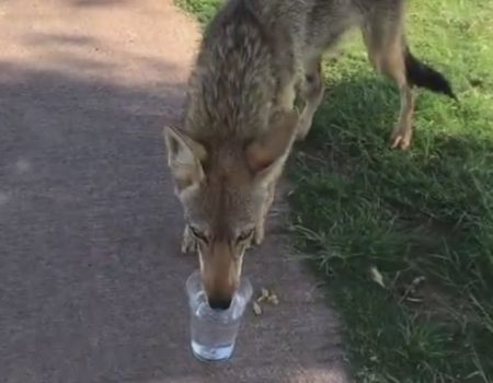 Virales Video „Durstiger und wilder Koyote trifft auf einem Golfplatz in Scottsdale, Arizona, USA auf ein hilfsbereites Paar“