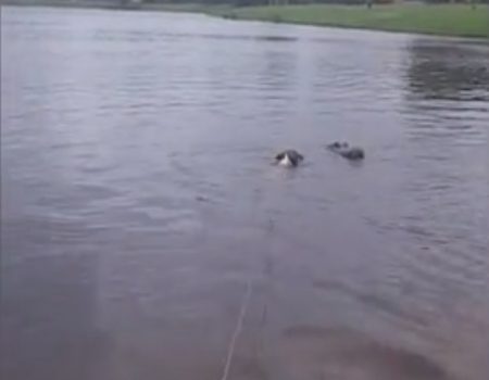 Virales Video „Alligator taucht plötzlich beim Spaziergang in Florida’s Gewässern auf“