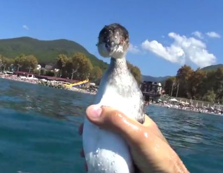Virales Video „Taucher fängt kleines Vögelchen unter Wasser bei einem Tauchgang in der Türkei bei Kemer“