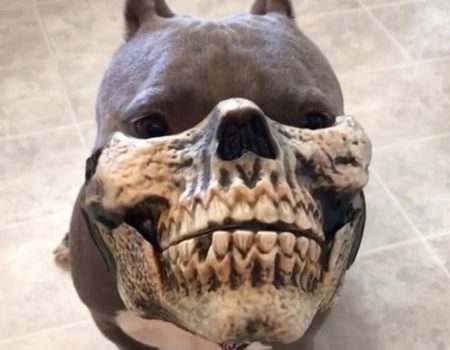 Virales Video „Kleiner Pitbull wird zur weltweiten Netzberühmtheit mit seiner Skelettmaske“