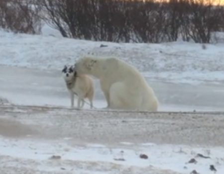 Virales Video „Mutiger Hund aus Kanada spielt mit einem Polarbären in der Nähe von Churchill an der Südwestküste“