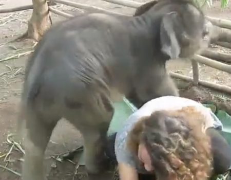 Virales Video „Dieser noch sehr kleine 200 Pfund schwere Elefant aus Thailand liebt es mit seinem Pfleger zu kuscheln“
