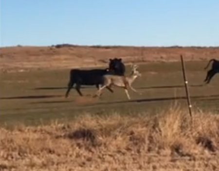 Virales Video „Dieses Reh aus Cheyenne, Oklahoma hat offenbar eine kleine Identitätsstörung und denkt es wäre eine Kuh“