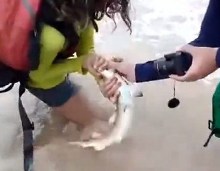 Virales Video „Junge Frau bei einem Versuch mit einem hungrigen Baby-Hai ein Selfie zu machen kläglich gescheitert“
