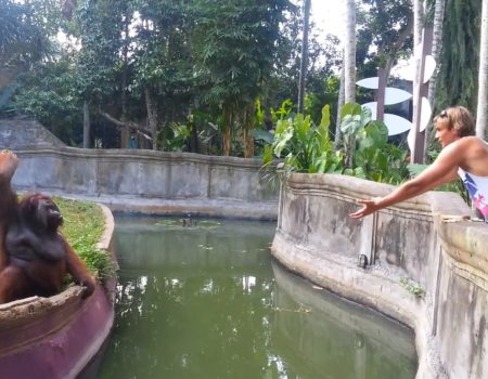 Virales Video „Orang-Utan aus einem Zoo in Bali zeigt wie smart er ist und macht bei einem kurzen Spiel eines Youtubers mit“