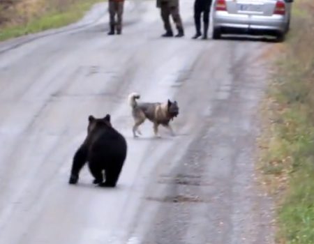 Virales Video „Beim Spaziergang in den russischen Wäldern wird dieser Hund plötzlich von einem jungen Bären verfolgt und gejagt“