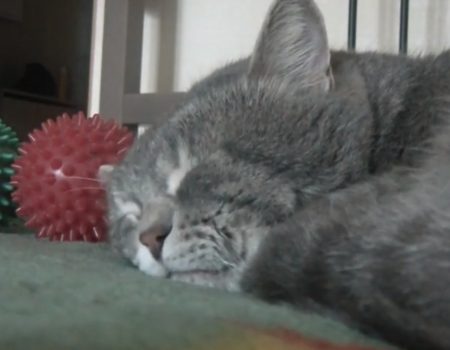 Virales Video „Schlafende graue Katze reagiert auf das Husten des Herrchens mit süßen Geräuschen und träumt vor sich hin“