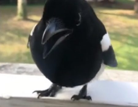 Virales Video „Freundlicher kleiner Vogel sagt «Hallo», lässt sich streicheln, mit Brot füttern und spielt mit einem Stöckchen“