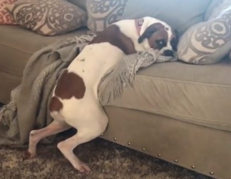 Virales Video „Diesem Hund ist es nicht erlaubt auf dem Sofa zu schlafen, aber er findet einen Weg die Regel zu umgehen“