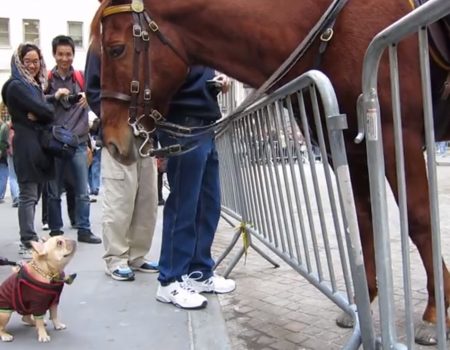 Virales Video „Kleines Hündchen ergreift die Chance um ein Pferd des NYPD vor der Wall Street in New York kennenzulernen“