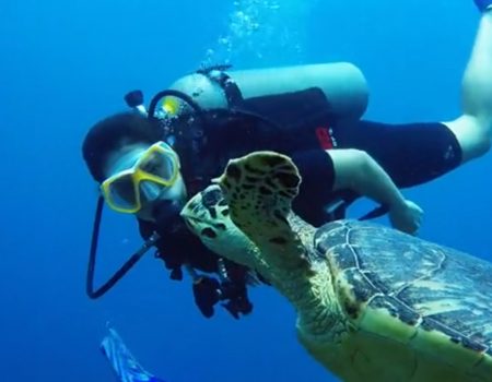 Virales Video „Eine Meeresschildkröte schwimmt gemeinsam mit der 19-jährigen “Turtle Whisperer”-Serena ein paar Runden im Meer“