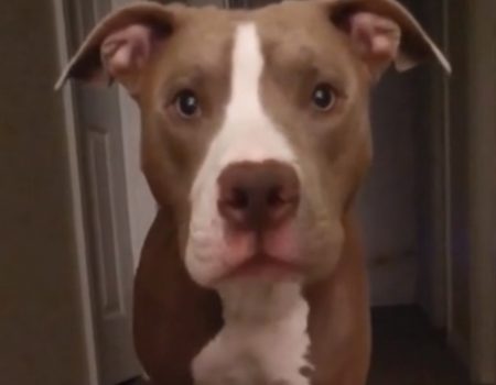 Virales Video „Bezaubernde Bulldogge sieht sich selbst in einem Monitor und dreht vor der Webcam völlig durch“