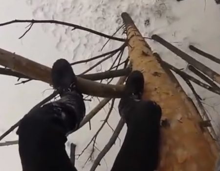 Virales Video „Russischer Stuntman aus Moskau namens Alexandr Chernikov springt 15 Meter von einem Baum und bleibt völlig unversehrt“