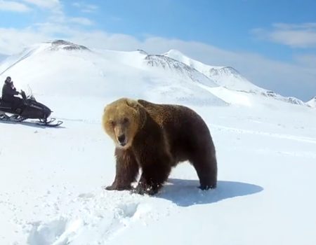 Virales Video „Neugierige Schneemobilfahrer haben in Russland eine intensive Begegnung mit einem Braunbären auf Kamera aufgenommen“