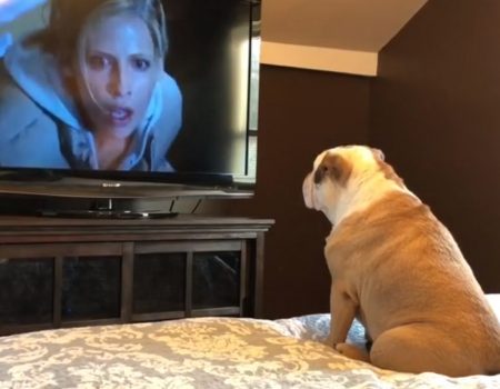 Virales Video „Kleiner furchtloser Hund namens Khaleesi sieht sich in seiner Freizeit gerne gute Horrorfilme in Hotels an“