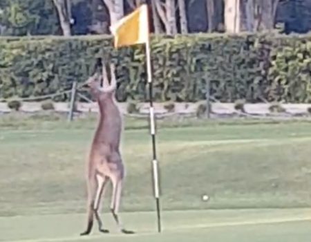 Virales Video „Känguru unterbricht in Queensland, Australia ein Golfspiel und ist mit der Fahne am Golfloch nicht einverstanden“