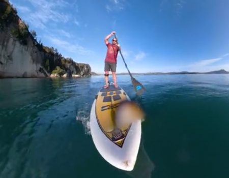 Virales Video „Junger Mann paddelt eine Runde mit ein paar Delphinen in Whitianga, New Zealand am Strand entlang“