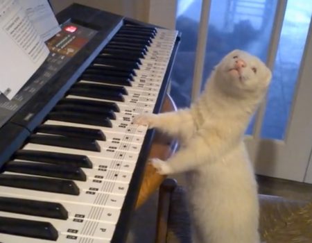 Virales Video „Wirf einen Blick auf dieses talentierte weiße Frettchen und seine Skills auf dem Piano“