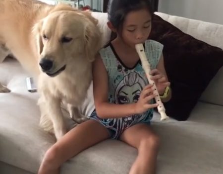 Virales Video „Vierbeiniges Familienmitglied namens Scotch singt während ein junges Mädchen auf der Flöte ein Lied spielt“