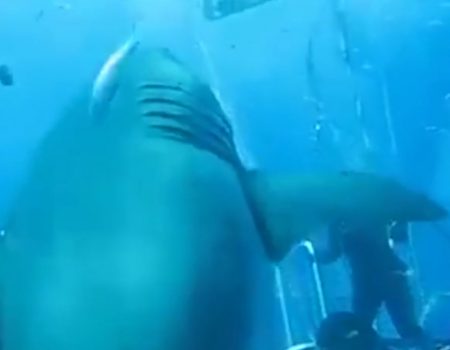 Virales Video „Unterwasseraufnahmen dieses unfassbar großen Haies bei Guadalupe Island, Mexico lassen deine Achseln zum Schwitzen bringen“