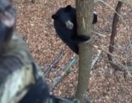 Virales Video „Ausgewachsener Bär klettert auf einen Baum um einen Jäger bei seiner Arbeit im Wald in der Nähe von Red Bank, Pennsylvania zu beobachten“