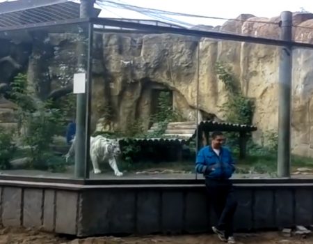 Virales Video „Weißer Tiger im Zoo in Moskau trainiert das Heranschleichen an Beute und zeigt dass er es noch kann“