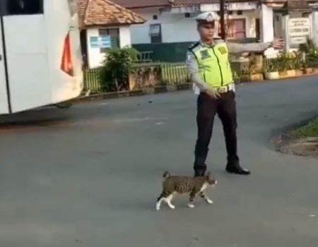 Virales Video „Freundlicher Verkehrspolizist hilft einer kleinen Katze über eine vielbefahrene Straße in Indonesien“