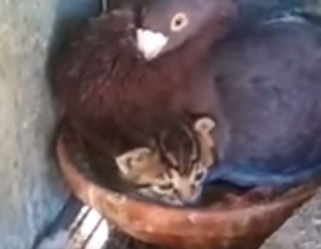 Virales Video „Taube beschützt und hütet junges Kätzchen in ihrem eigenen Vogelnest und lässt es überhaupt nicht mehr gehen“
