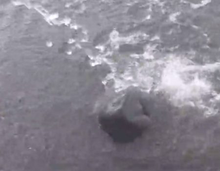 Virales Video „Seekuh nutzt einen Wasserstrahl um sich vom Geplätscher ihren Bauch etwas kraulen zu lassen“