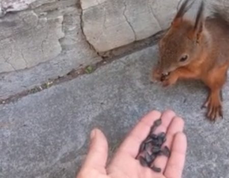 Virales Video „Wildes Eichhörnchen im Park von Angarsk, Urkutskaya, Russland lässt sich ohne jegliche Angst aus der Hand eines Fremden füttern“