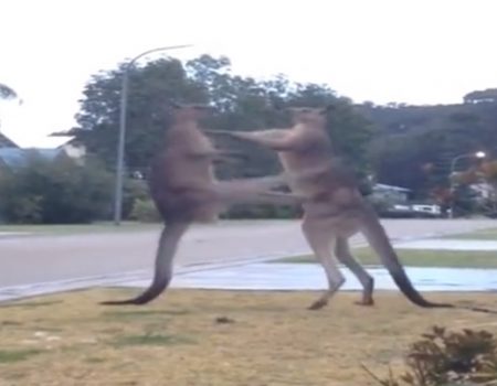 Virales Video „Einwohner von Batemans Bay filmt am frühen Morgen zwei Kängurus vor seinem Haus die man besser nicht stört“