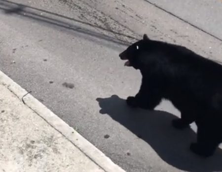Virales Video „Ausgewachsener Bär macht einen kleinen Spaziergang durch die Stadt Gatlinburg in Tennessee, Amerika“