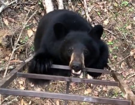 Virales Video „Eine kuriose Begegnung mit einem Wildbären in der Nähe von Lloydminster, Saskatchewan in Kanada lässt Internetnutzern den Atem stocken“