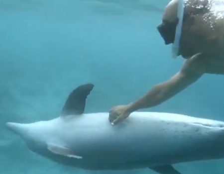 Virales Video „Fischende Taucher treffen an der ägyptischen Küste auf einen freundlichen Delphin und kraulen ihn am Bauch“
