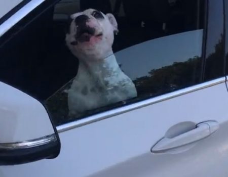 Virales Video „Junge französische Bulldogge sitzt genervt in einem Auto und könnte genauso gut als Opernsänger durchgehen“