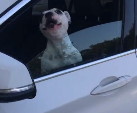 Virales Video „Junge französische Bulldogge sitzt genervt in einem Auto und könnte genauso gut als Opernsänger durchgehen“