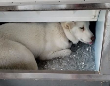 Virales Video „Junger Husky aus Kinston, North Carolina, USA sucht eine Abkühlung in einem mit Eiswürfeln gefüllten Behälter“