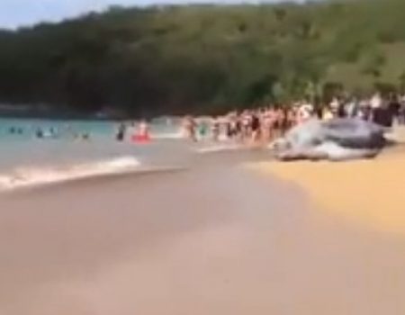 Virales Video „Riesenschildkröte an einem Strand wird zum viralen Hit – Fake oder echt?!“