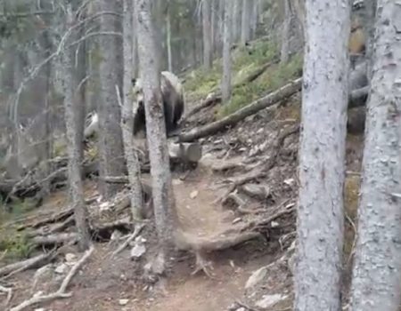 Virales Video „Eine Handvoll Wanderer treffen in einem Wald in Kanada auf einen Grizzlybären und filmen das Geschehen“