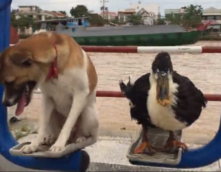 Virales Video „Dieser Hund und diese Ente sind beste Freunde und seit sie geboren wurden unzertrennliche Gesellen“