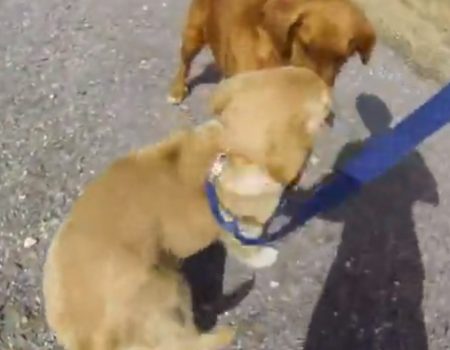 Virales Video „Berührender Clip: Hundemutter sieht ihr Baby zum ersten Mal wieder nach langer Zeit und freut sich sichtlich“