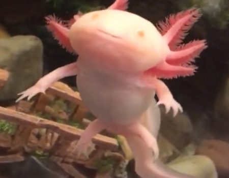 Virales Video „Albino Axolotl wird zum Internetstar als süßestes Wassertierchen unserer Zeit und erinnert an ein kleines Pokemon“