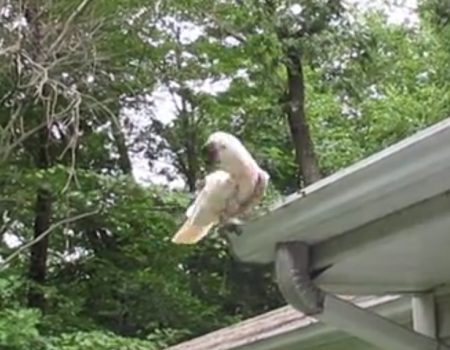 Virales Video „Absoluter Life-Hack aus New York zeigt wie ein Kakadu namens Cäsar sich nützlich macht und die Regenrinne säubert“