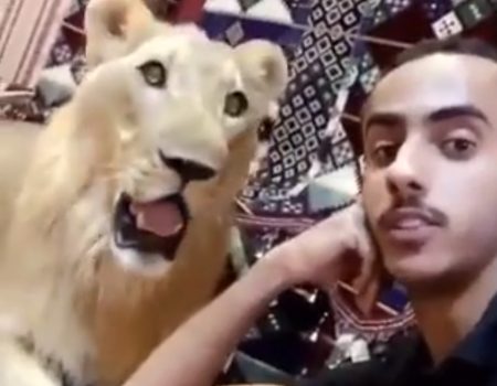 Virales Video „Dubaier lebt mit ein paar Löwinnen gemeinsam in einem Haus und dreht nebenbei Youtube-Videos im Wohnzimmer“