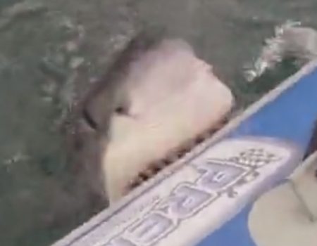 Virales Video „Großer weißer Hai verbeißt sich an einem Schlauchboot und versetzt eine Handvoll deutscher Touristen in Angst und Schrecken“