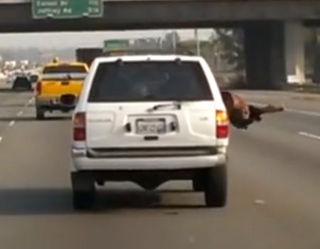 Virales Video „Verrückter Beifahrer hängt sich auf dem Freeway in Südkalifornien kopfüber aus einem Geländewagen und bringt sich in Lebensgefahr“